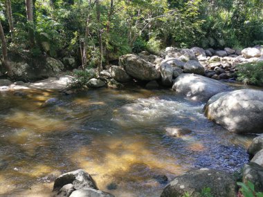 rocky flowing river stream in the jungle