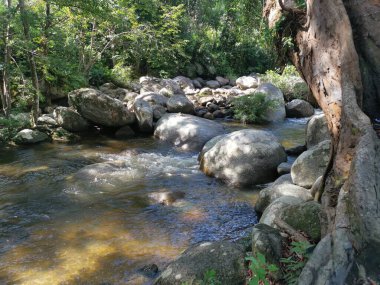 rocky flowing river stream in the jungle