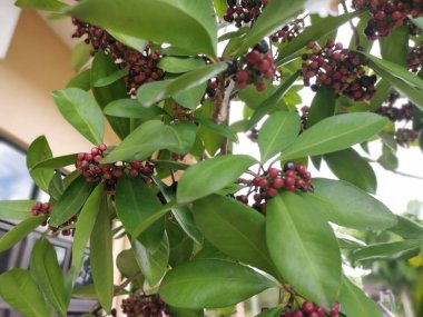 cluster of the Ardisia elliptica berries.