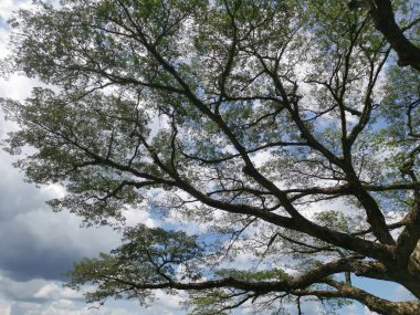 huge rainforest tree growing by the riverside.