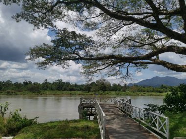 huge rainforest tree growing by the riverside.