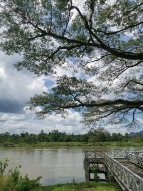 huge rainforest tree growing by the riverside.