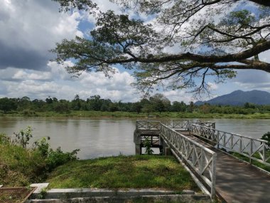 huge rainforest tree growing by the riverside.