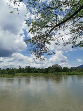 huge rainforest tree growing by the riverside.