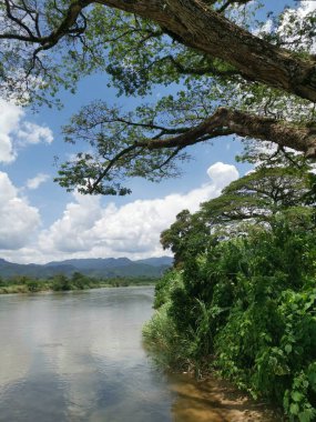 huge rainforest tree growing by the riverside.