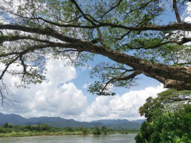 huge rainforest tree growing by the riverside.