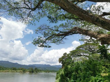huge rainforest tree growing by the riverside.