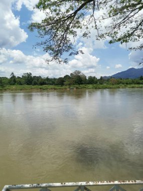 huge rainforest tree growing by the riverside.