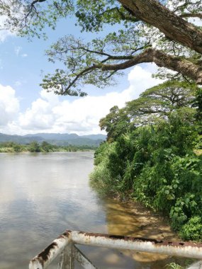 huge rainforest tree growing by the riverside.