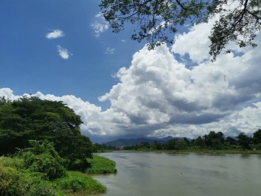huge rainforest tree growing by the riverside.