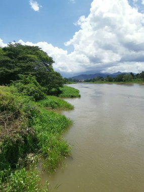 huge rainforest tree growing by the riverside.