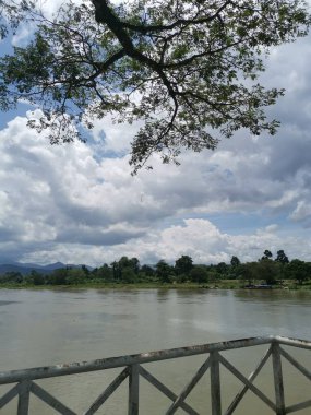huge rainforest tree growing by the riverside.