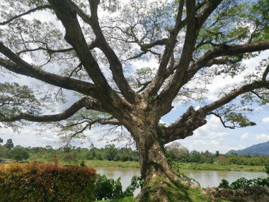 huge rainforest tree growing by the riverside.