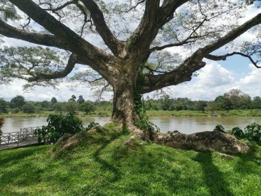 huge rainforest tree growing by the riverside.