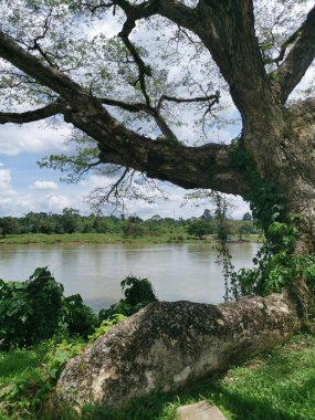 huge rainforest tree growing by the riverside.