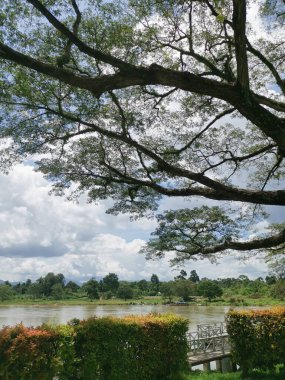 huge rainforest tree growing by the riverside.
