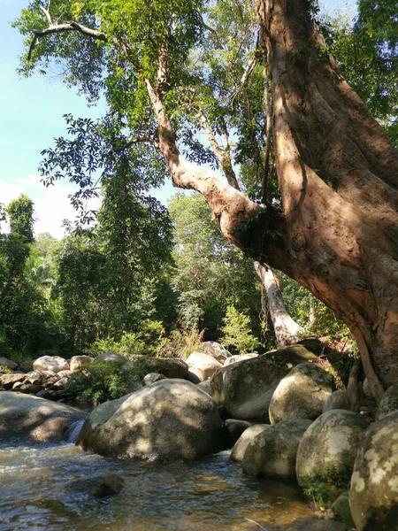 Rocky Flowing River Stream Jungle — 图库照片