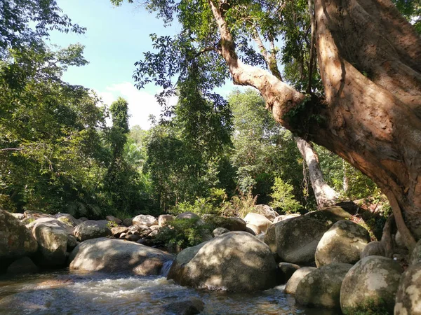 Rocky Flowing River Stream Jungle — Stockfoto