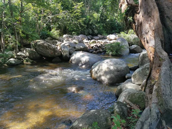 Rocky Flowing River Stream Jungle — Foto de Stock