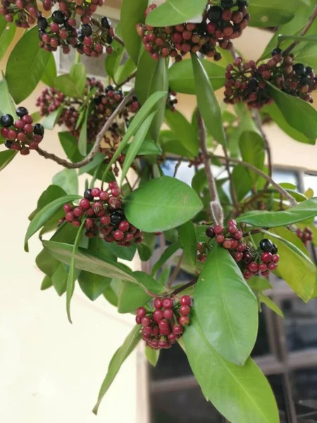 cluster of the Ardisia elliptica berries.