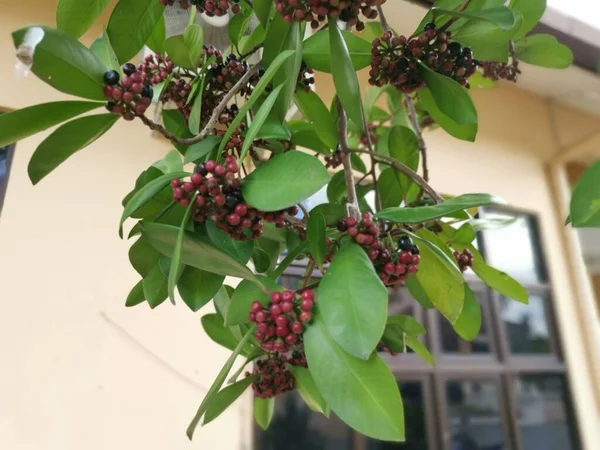 cluster of the Ardisia elliptica berries.