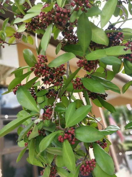 Cluster Ardisia Elliptica Berries — Stockfoto