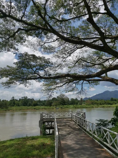 huge rainforest tree growing by the riverside.