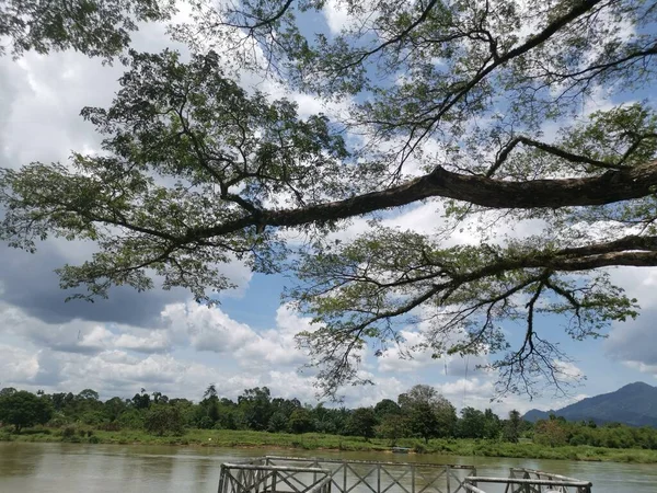 huge rainforest tree growing by the riverside.