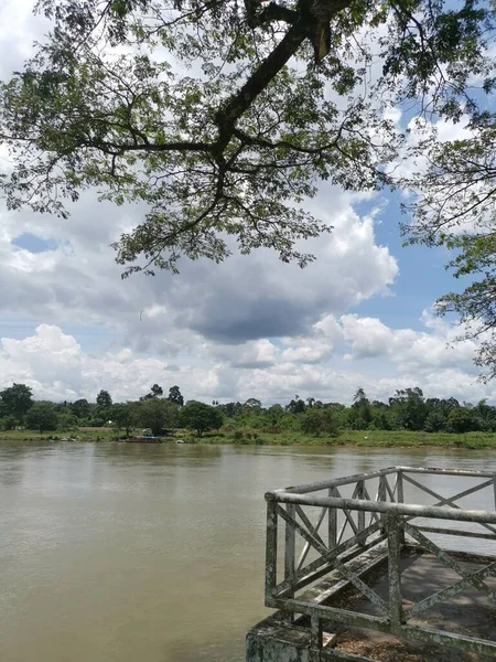 huge rainforest tree growing by the riverside.