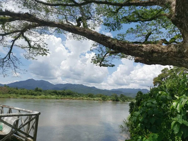 huge rainforest tree growing by the riverside.