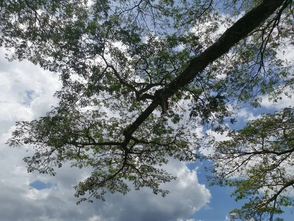 Huge Rainforest Tree Growing Riverside —  Fotos de Stock