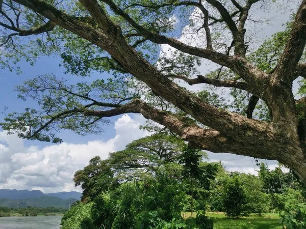 Huge Rainforest Tree Growing Riverside — Stockfoto