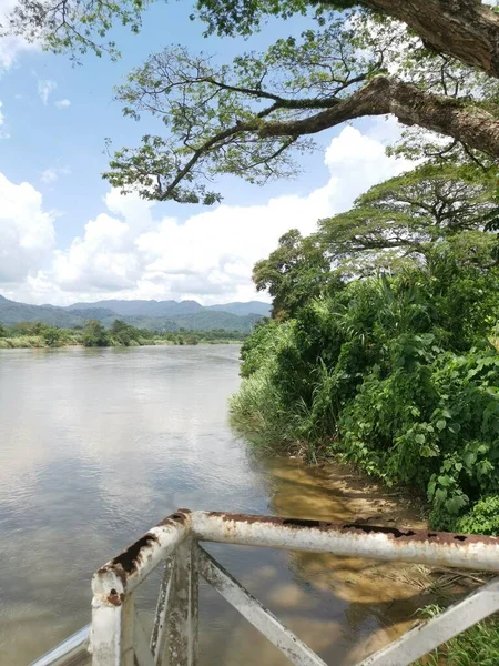 huge rainforest tree growing by the riverside.