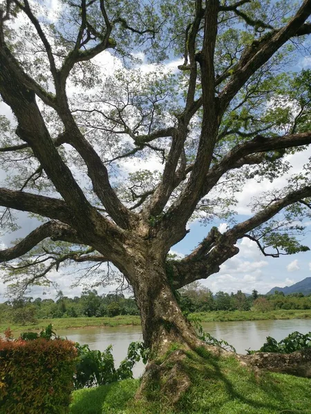 Huge Rainforest Tree Growing Riverside — Fotografia de Stock