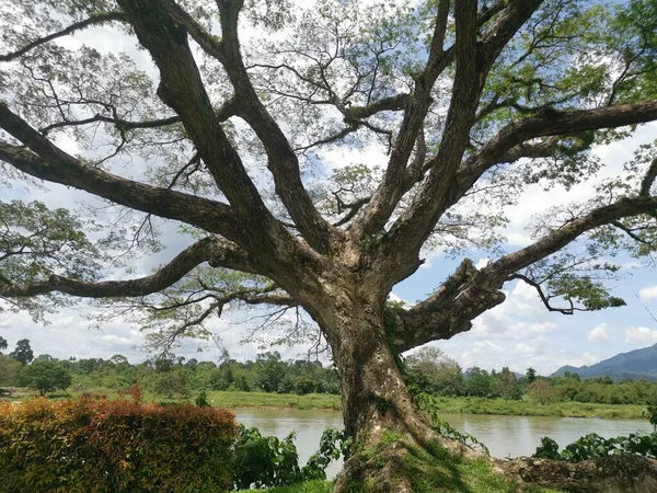 huge rainforest tree growing by the riverside.