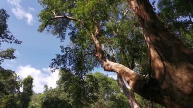 stream flowing through the rocky river in the jungle