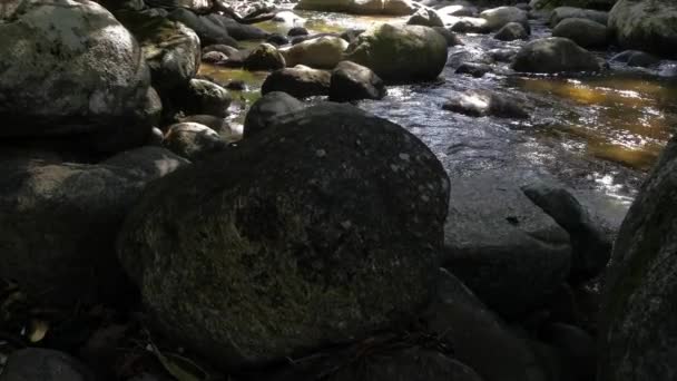 Stream Flowing Rocky River Jungle — Vídeo de stock