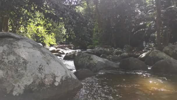 Stream Flowing Rocky River Jungle — Vídeo de stock