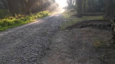 bright morning light beaming onto the gravel pathway