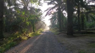 bright morning light beaming onto the gravel pathway