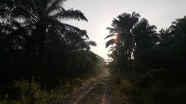 bright morning light beaming onto the gravel pathway