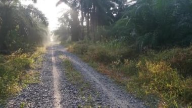 bright morning light beaming onto the gravel pathway