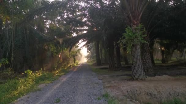 Bright Morning Light Beaming Gravel Pathway — Video