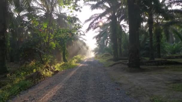 Bright Morning Light Beaming Gravel Pathway — Stock video