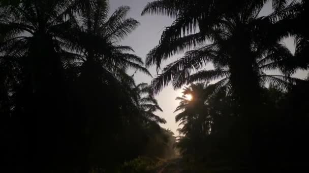 Bright Morning Light Beaming Gravel Pathway — 图库视频影像