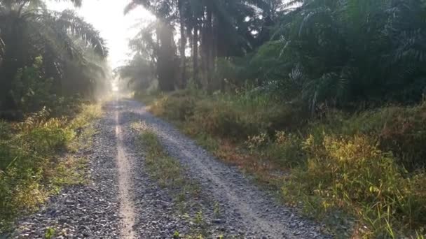 Bright Morning Light Beaming Gravel Pathway — Video Stock