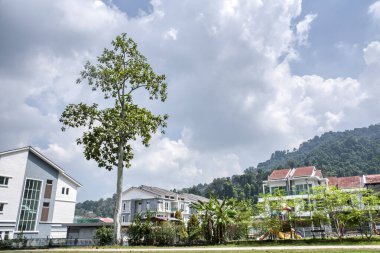 big rainforest tree standing at the park