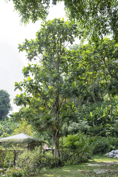 Artocarpus Altilis Growing Garden — Photo