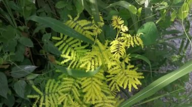 Giant Mimosa Invisa Giant Sensitive Plant in the bush.