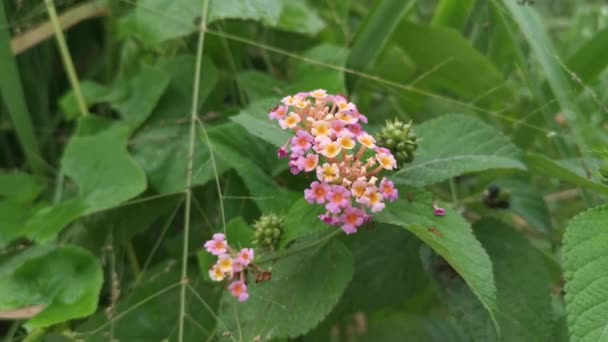 Lantana Camara Flower Crawling Leafcutter Ants — Vídeos de Stock